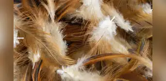¿Por qué están usando plumas de pollo para generar energía limpia? ¿Por qué están usando plumas de pollo para generar energía limpia?