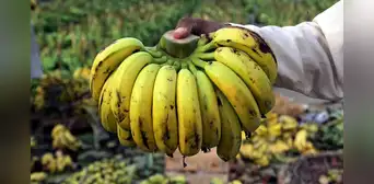 El plátano más exportado en América Latina se encuentra al borde del peligro de extinción El plátano más exportado en América Latina se encuentra al borde del peligro de extinción