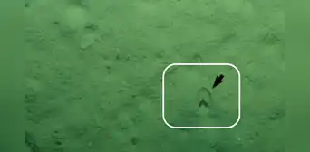 La explicación de cómo aparecieron 'huellas de pezuña' en el fondo del océano Pacífico La explicación de cómo aparecieron 'huellas de pezuña' en el fondo del océano Pacífico