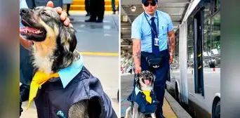 La historia de Bello, el chofer canino que conquista corazones en la estación Naranjal del Metropolitano La historia de Bello, el chofer canino que conquista corazones en la estación Naranjal del Metropolitano