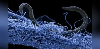 Científicos hallaron criaturas microscópicas que han vivido aisladas del mundo más de 2.000 millones de años Científicos hallaron criaturas microscópicas que han vivido aisladas del mundo más de 2.000 millones de años