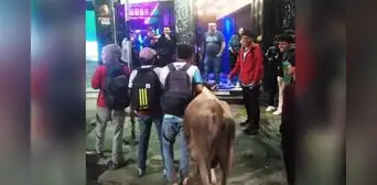 Jóvenes celebraron en discoteca con toro que ganaron en campeonato de Ayacucho: “Solo pasa en Perú”