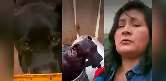 Pachacamac: extorsionadores envenenan a más de 20 perros por tráfico de terrenos Pachacamac: extorsionadores envenenan a más de 20 perros por tráfico de terrenos
