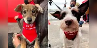 Superpet realiza gran jornada de adopción de mascotas a nivel nacional: ¿cómo participar? Superpet realiza gran jornada de adopción de mascotas a nivel nacional: ¿cómo participar?