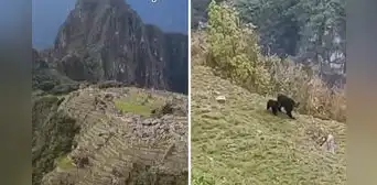 Osa de anteojos y su osezno sorprenden al dejarse ver paseando en Machu Picchu: "Son Koda y Kenai"