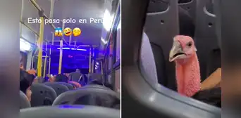 ¡Solo en Perú! Captan a pavo viajando en bus y usuarios reaccionan: “Ya se siente la Navidad”