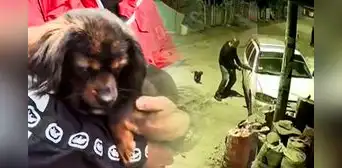San Juan de Lurigancho: perrito impide que delincuente robe el auto de su dueño San Juan de Lurigancho: perrito impide que delincuente robe el auto de su dueño