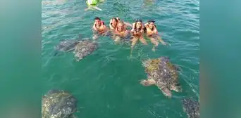 Zona de anidación de tortugas marinas: ¿dónde queda este atractivo turístico?