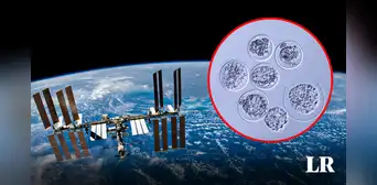 Cultivan embriones de un mamífero en el espacio por primera vez