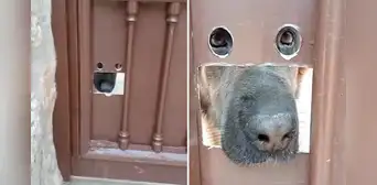 Perro tiene singular ventana en el portón de su casa y sorprende en redes: “Todo a su medida”