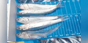 Industriales paralizan actividades de pesca y solicitan más flexibilidad a Produce Industriales paralizan actividades de pesca y solicitan más flexibilidad a Produce