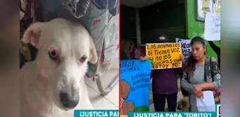 Ultrajan y torturan a perrito guardián de mercado en VMT: vecinos exigen justicia