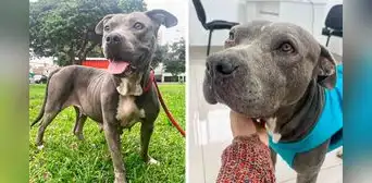 Perrita que sufrió maltrato fue rescatada en Chorrillos y ahora busca un nuevo hogar Perrita que sufrió maltrato fue rescatada en Chorrillos y ahora busca un nuevo hogar