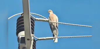 Retiro de cableado que cruza obras bajo lupa Retiro de cableado que cruza obras bajo lupa