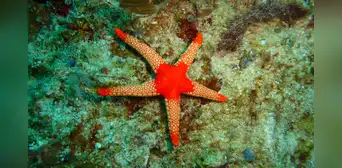 Científicos descubren que las estrellas de mar son solo cabezas y acaban con  un misterio de años