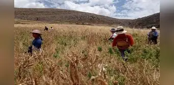 Fenómeno El Niño: ¿cuáles son las regiones con más alto riesgo por déficit hídrico?, esto dijo Cenepred