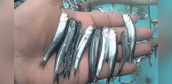 Pesca artesanal en peligro si baja la talla mínima de captura de la anchoveta Pesca artesanal en peligro si baja la talla mínima de captura de la anchoveta