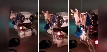 Burro viaja en mototaxi por carretera de Piura y usuarios bromean: “Estoy cansado, jefe”