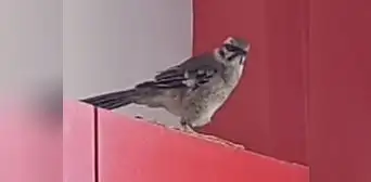 ‘Yaku’ el ave rescatada de las aguas visitó a su salvador en su vivienda de Lambayeque
