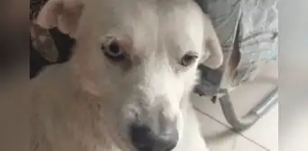 Caso Torito: convocan a plantón este domingo 5 de noviembre en defensa de perrito ultrajado en VMT Caso Torito: convocan a plantón este domingo 5 de noviembre en defensa de perrito ultrajado en VMT