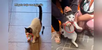 Gata atrapa una lagartija, pero este cobra venganza y usuarios reaccionan: “Le reinició el Windows” Gata atrapa una lagartija, pero este cobra venganza y usuarios reaccionan: “Le reinició el Windows”