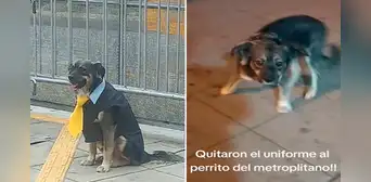 La insólita razón por la que el perrito viral de la estación Naranjal del Metropolitano camina sin su uniforme La insólita razón por la que el perrito viral de la estación Naranjal del Metropolitano camina sin su uniforme
