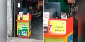 Gatito ‘atiende’ en puesto de la TINKA de PERÚ y usuarios reaccionan: "Si hay mishi, hay suerte" Gatito ‘atiende’ en puesto de la TINKA de PERÚ y usuarios reaccionan: "Si hay mishi, hay suerte"