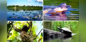 Pacaya Samiria es un referente mundial del patrimonio natural de la región andina