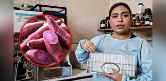 Científica liberteña descubre que tubérculo desacelera crecimiento de tumores cancerígenos: ¿cuál es? Científica liberteña descubre que tubérculo desacelera crecimiento de tumores cancerígenos: ¿cuál es?