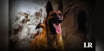 Así fue el instante en que un perro del ejército de Israel atrapa a un soldado de Hamás en un túnel
