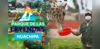 Nueva sede del Parque de las Leyendas abrirá sus puertas este 9 de noviembre Nueva sede del Parque de las Leyendas abrirá sus puertas este 9 de noviembre