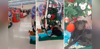 Perrito se acuesta debajo de árbol de Navidad en supermercado y usuarios reaccionan: “El mejor regalo”