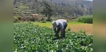 FAO: Precios de los alimentos caen por tercer mes consecutivo