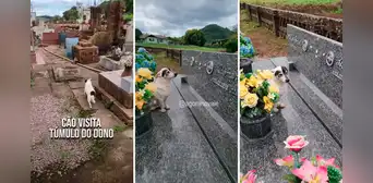 Perrito visita a diario la tumba de su dueño que falleció en el 2020: “Ni la muerte los separó” Perrito visita a diario la tumba de su dueño que falleció en el 2020: “Ni la muerte los separó”