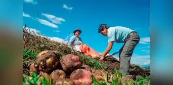 Proponen bono de capitalización agraria de al menos S/1.000 para apoyar a pequeños agricultores Proponen bono de capitalización agraria de al menos S/1.000 para apoyar a pequeños agricultores
