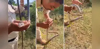 Policía salva a serpiente intoxicada dándole respiración boca a boca: “Le dio el beso de la vida” Policía salva a serpiente intoxicada dándole respiración boca a boca: “Le dio el beso de la vida”