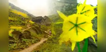 ¿Cuál es la inusual flor que crece en SJL y que no encontrarás en ninguna otra parte del mundo? ¿Cuál es la inusual flor que crece en SJL y que no encontrarás en ninguna otra parte del mundo?