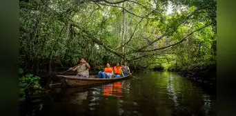 Extraño animal fue descubierto en la selva de Perú: parece una rata gigante y solo fue visto una vez