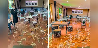 Conoce la cafetería tailandesa donde los clientes comen rodeados de peces nadando sobre sus pies Conoce la cafetería tailandesa donde los clientes comen rodeados de peces nadando sobre sus pies