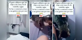 Adopta un gato que encontró en la calle, pero la sorprende al llevarle a sus 3 crías: “Qué fue, mano” Adopta un gato que encontró en la calle, pero la sorprende al llevarle a sus 3 crías: “Qué fue, mano”