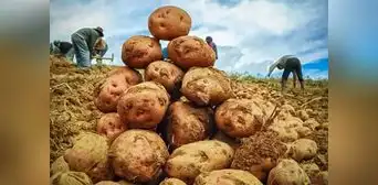 Se industrializará la producción de papa en el Perú para promover su exportación