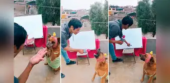 Perrita de Huaral sorprende al mostrar sus habilidades matemáticas: "En su vida pasada fue catedrática de la UNI"