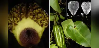 Descubren nueva especie de flora en bosques de parque nacional Cordillera Azul en Loreto