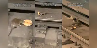 Rata encontró una dona en metro de NUEVA YORK y enternece al compartirlo con su compañera Rata encontró una dona en metro de NUEVA YORK y enternece al compartirlo con su compañera