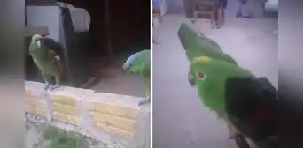 Loros causan furor al imitar el acento de la Amazonía peruana: "Soy de Iquitos y así hablo" Loros causan furor al imitar el acento de la Amazonía peruana: "Soy de Iquitos y así hablo"
