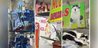 Negocio se vuelve viral por poner peculiares anuncios sobre su gato: “El michi es una celebridad” Negocio se vuelve viral por poner peculiares anuncios sobre su gato: “El michi es una celebridad”