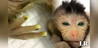 Científicos chinos crean un mono quimera de ojos verdes y dedos amarillos