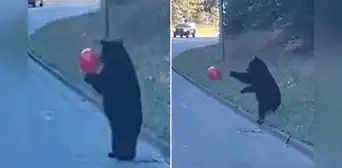 Osito juega con globo de helio en plena carretera y usuarios enternecen: "El real Bubu" Osito juega con globo de helio en plena carretera y usuarios enternecen: "El real Bubu"