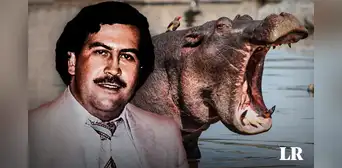 Control de hipopótamos de Pablo Escobar: ¿eutanasia o esterilización? Control de hipopótamos de Pablo Escobar: ¿eutanasia o esterilización?