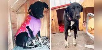 "Salió despavorida": perrita escapó por miedo a fuegos artificiales durante el clásico de fútbol "Salió despavorida": perrita escapó por miedo a fuegos artificiales durante el clásico de fútbol